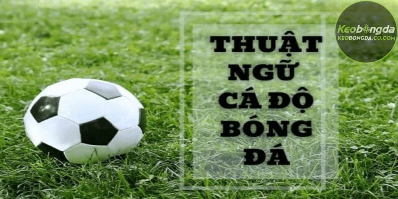 Thế giới cá độ bao gồm vô số thuật ngữ cá độ